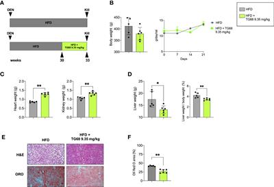 Potential use of TG68 - A novel thyromimetic - for the treatment of non-alcoholic fatty liver (NAFLD)-associated hepatocarcinogenesis